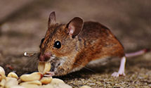 24 Hour & Emergency Exterminators in Summerfield, NC